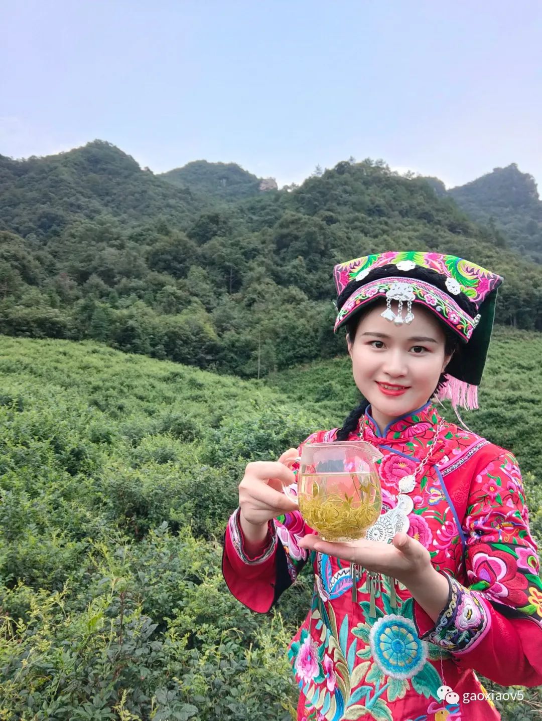 茅岩莓茶是骗局吗_茅岩莓茶属于什么茶系_茅岩莓茶 是茶叶吗