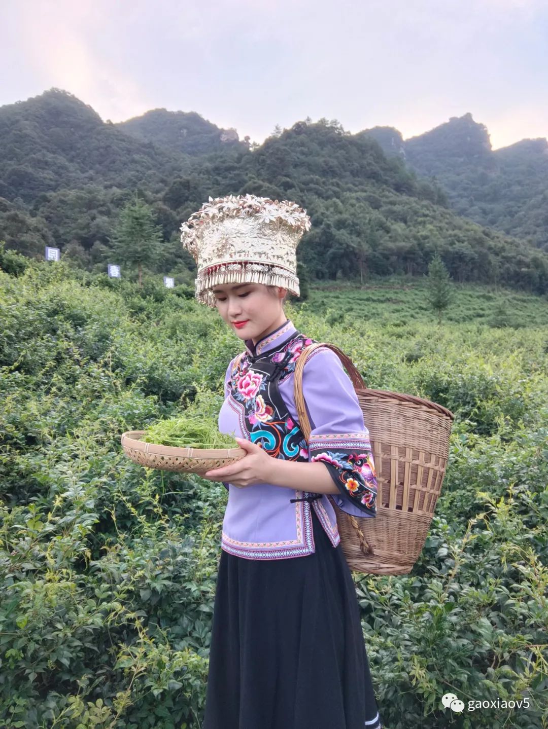 茅岩莓茶属于什么茶系_茅岩莓茶 是茶叶吗_茅岩莓茶是骗局吗