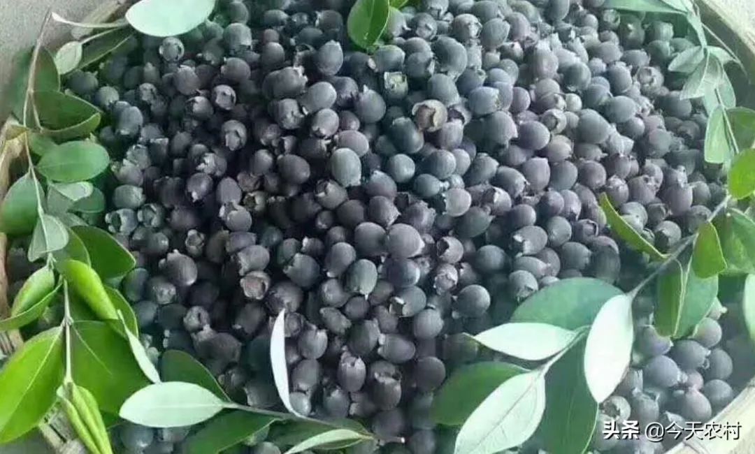 八月瓜最好的种植方法_八月瓜种植技术_八月瓜种植骗局
