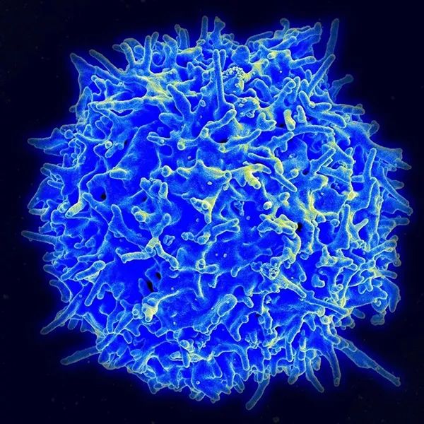 低频脉冲免疫激活疗法_免疫脱敏生物疗法_癌症免疫疗法骗局