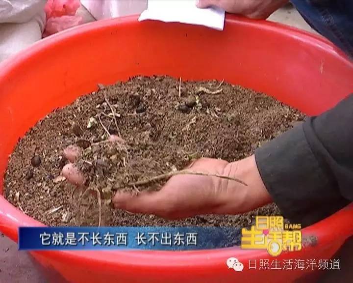 土元养殖的骗局_土元养殖养殖土元_土元养殖回购是不是骗局