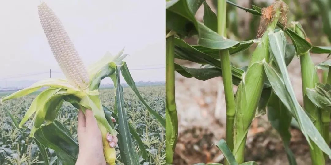 水果玉米种植骗局_种植水果玉米有补助吗_水果玉米种植利润与成本