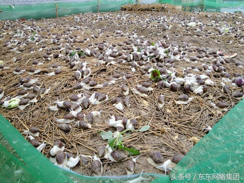 航天康养骗局揭秘_养土元骗局大揭秘_重庆土元养殖骗局揭秘