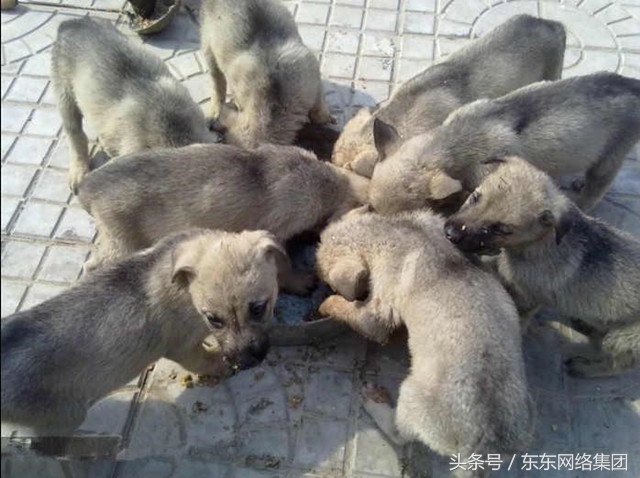 重庆土元养殖骗局揭秘_养土元骗局大揭秘_航天康养骗局揭秘