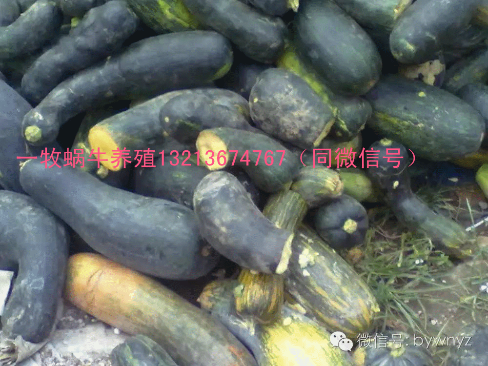 白玉蜗牛养殖骗局_养白玉蜗牛被骗找谁_白玉蜗牛养殖销路