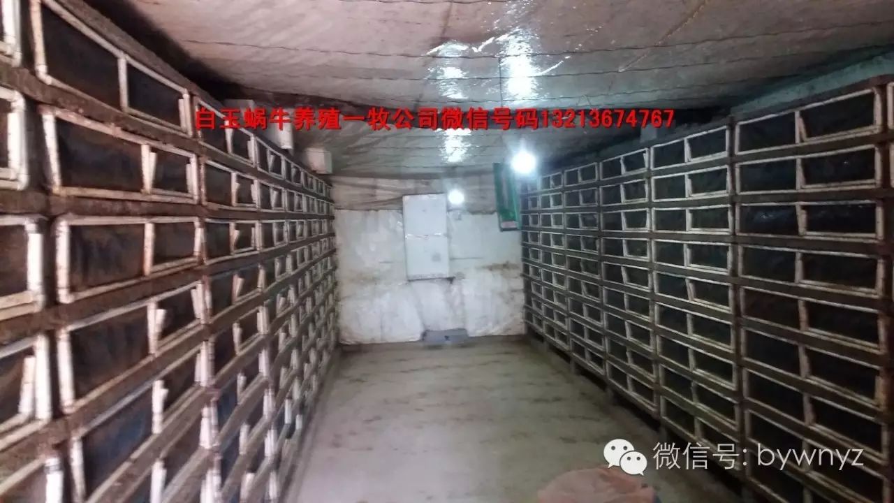 白玉蜗牛养殖利润_白玉蜗牛养殖销路_白玉蜗牛养殖骗局