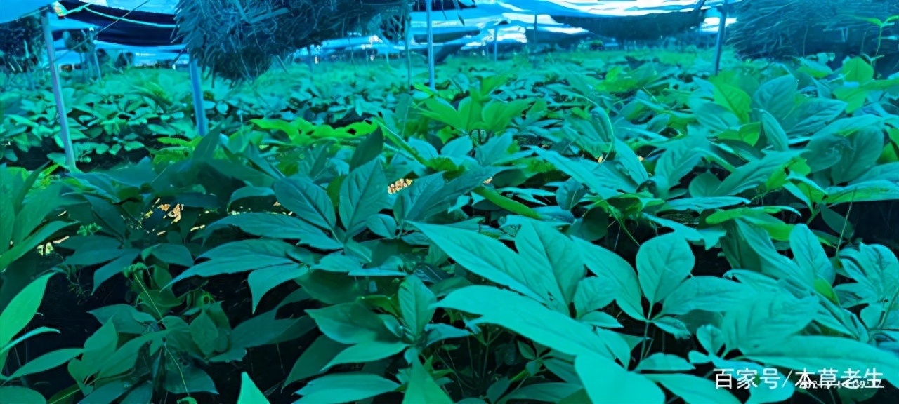 人参肽传销骗局_人参肽骗局_人参肽多少钱一盒骗局