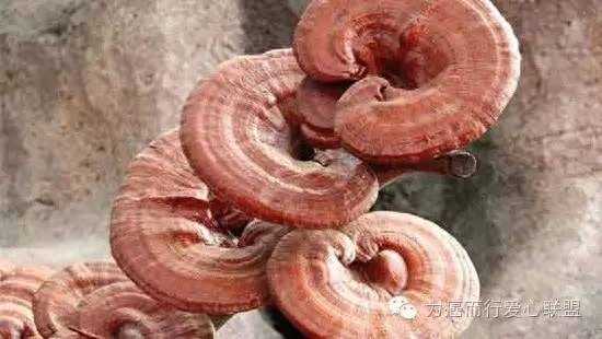人参肽骗局_人参肽是不是假的_人参肽骗局实例