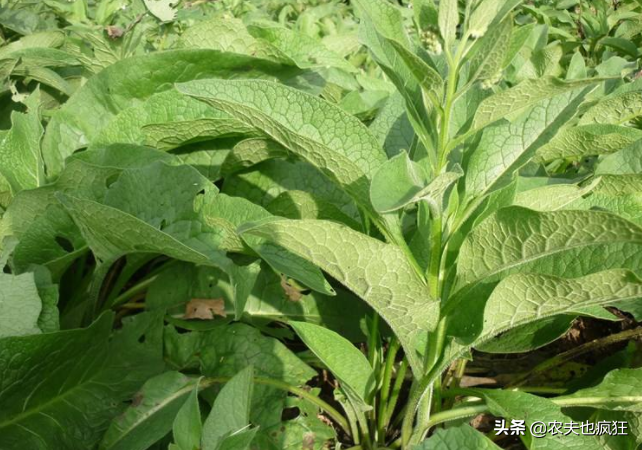 俄罗斯饲料菜种植骗局_饲料俄罗斯骗局种植菜犯法吗_俄罗斯饲料菜种子骗局
