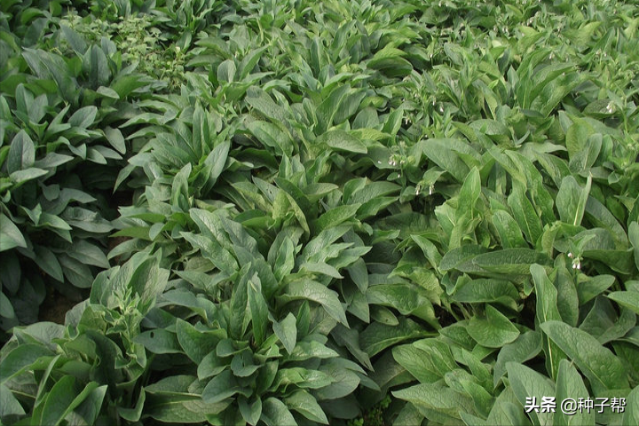 俄罗斯饲料菜种植骗局_饲料俄罗斯骗局种植菜怎么处理_饲料俄罗斯骗局种植菜犯法吗