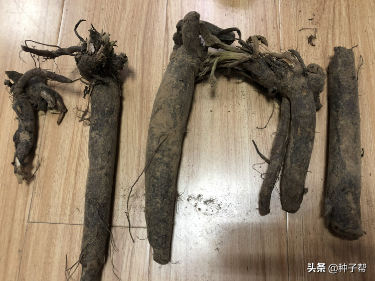 俄罗斯饲料菜种植骗局_饲料俄罗斯骗局种植菜怎么处理_饲料俄罗斯骗局种植菜犯法吗