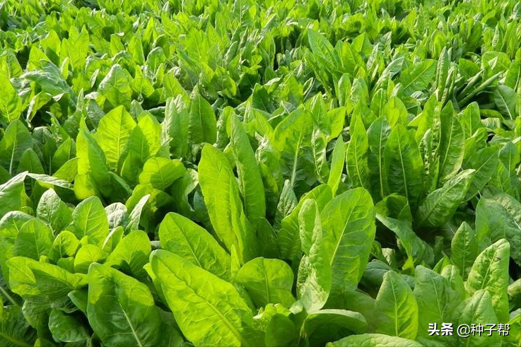 饲料俄罗斯骗局种植菜犯法吗_俄罗斯饲料菜种植视频_俄罗斯饲料菜种植骗局