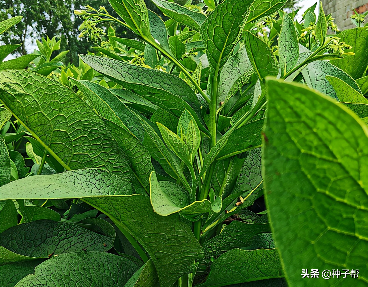 俄罗斯饲料菜种植骗局_饲料俄罗斯骗局种植菜犯法吗_俄罗斯饲料菜种植视频