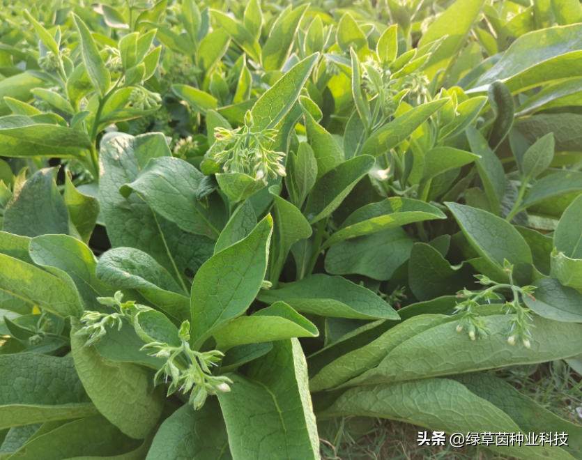 俄罗斯饲料菜种植骗局_俄罗斯饲料菜种子骗局_俄罗斯饲料菜种植视频