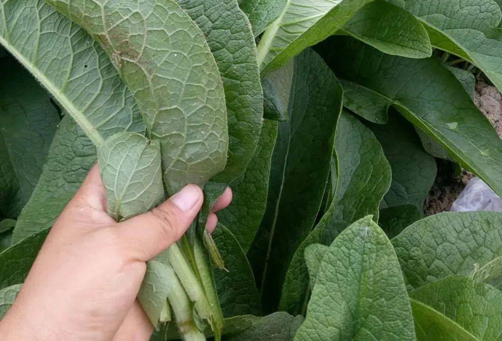 俄罗斯饲料菜种植骗局_俄罗斯饲料菜种子骗局_饲料俄罗斯骗局种植菜怎么处理