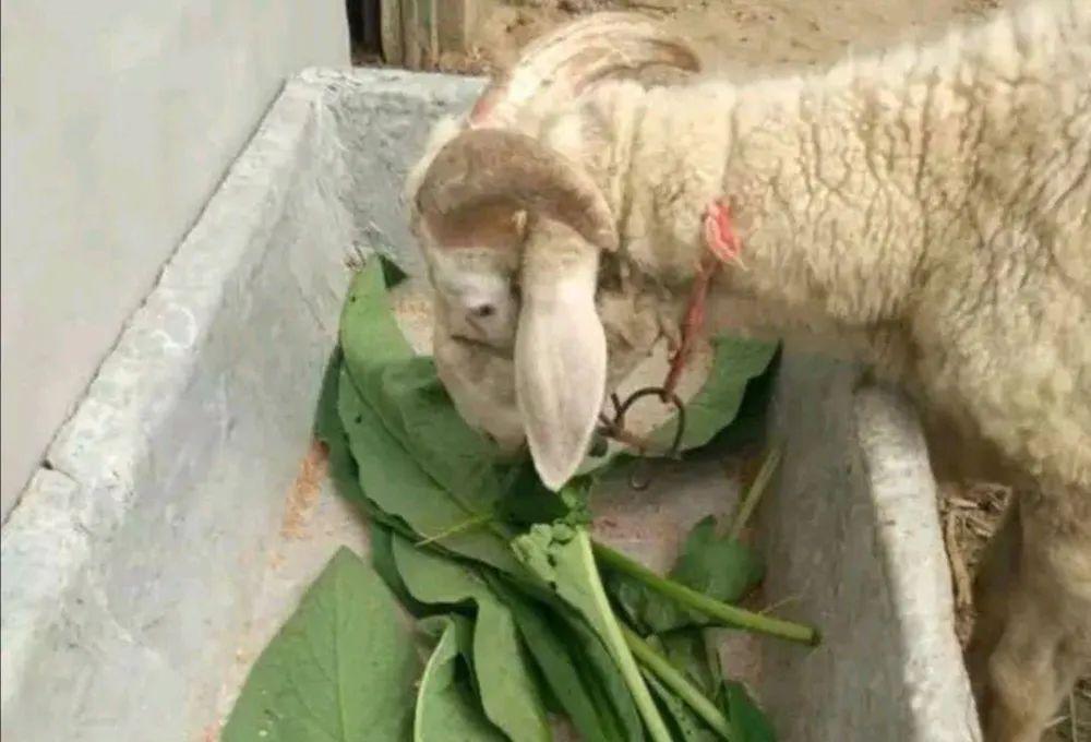俄罗斯饲料菜种子骗局_俄罗斯饲料菜种植骗局_饲料俄罗斯骗局种植菜怎么处理