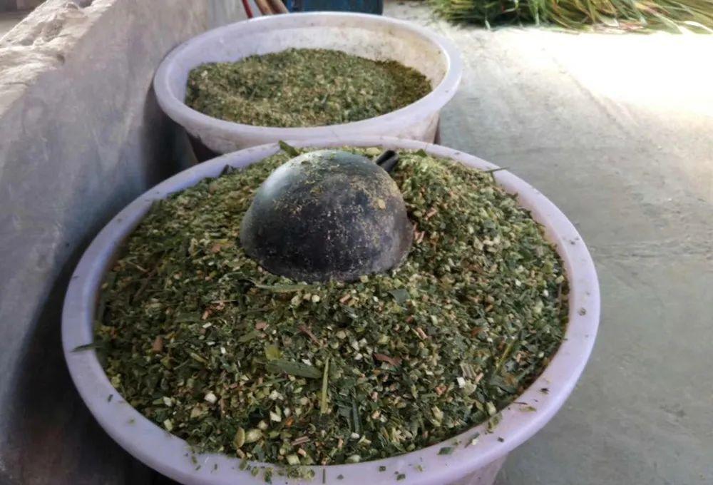 俄罗斯饲料菜种植骗局_俄罗斯饲料菜种子骗局_饲料俄罗斯骗局种植菜怎么处理