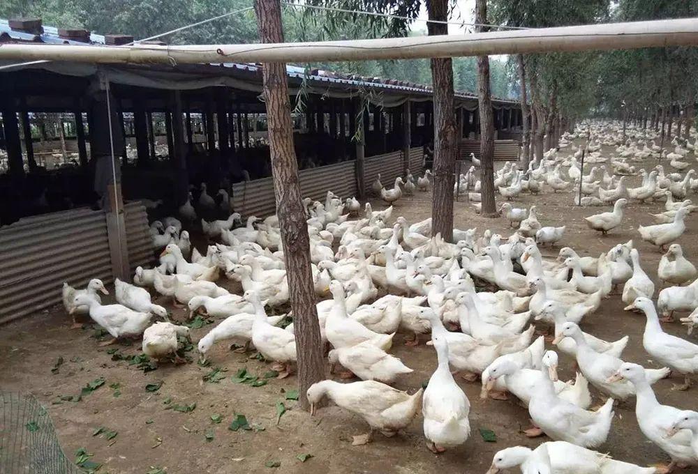 饲料俄罗斯骗局种植菜怎么处理_俄罗斯饲料菜种子骗局_俄罗斯饲料菜种植骗局
